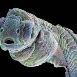 Zebrafish embryo